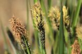 Carex cespitosa. Верхушки побегов с соцветиями. Костромская обл., окраина г. Кострома, долина р. Солонка, заболоченный участок. 01.05.2016.