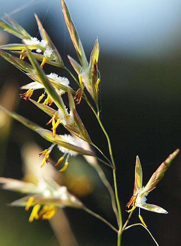 Изображение особи Bromopsis inermis.