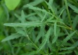 Diplotaxis tenuifolia
