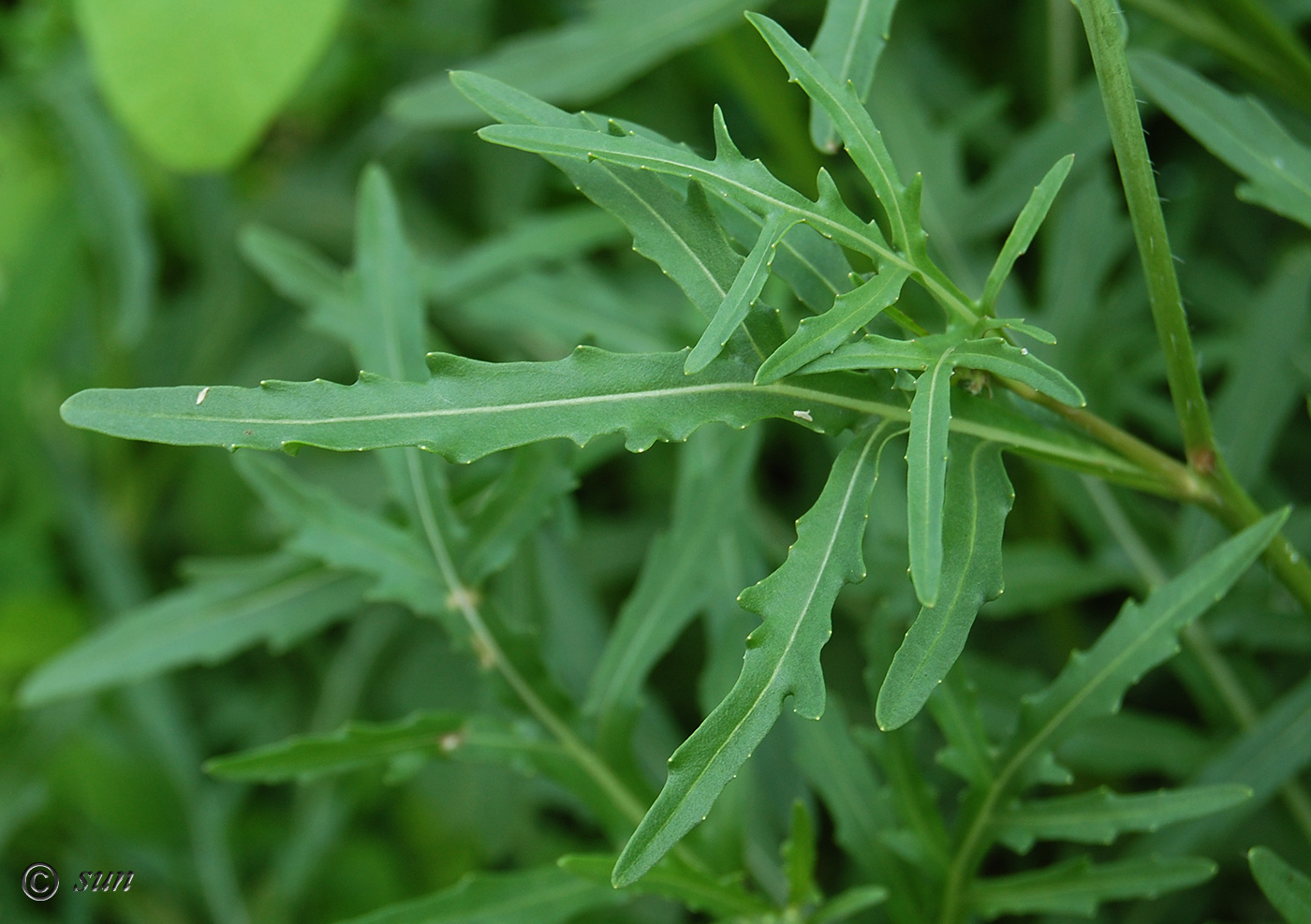 Изображение особи Diplotaxis tenuifolia.