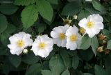 genus Rosa. Соцветие. Краснодарский край, Кущевский р-н, станица Шкуринская, пустое подворье. 29.05.2016.