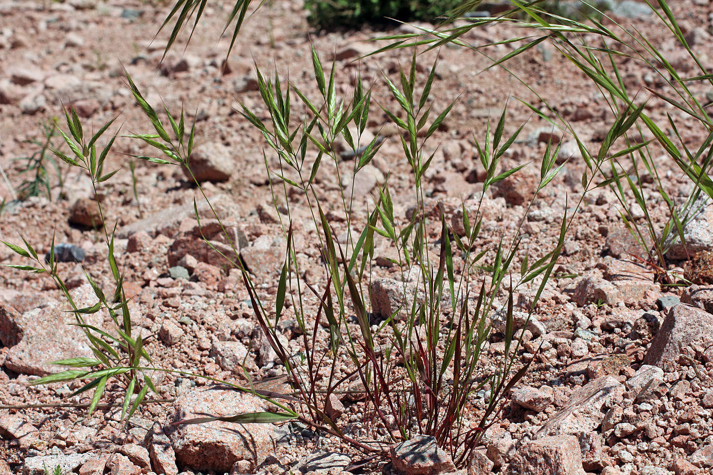 Image of Bromus lanceolatus specimen.