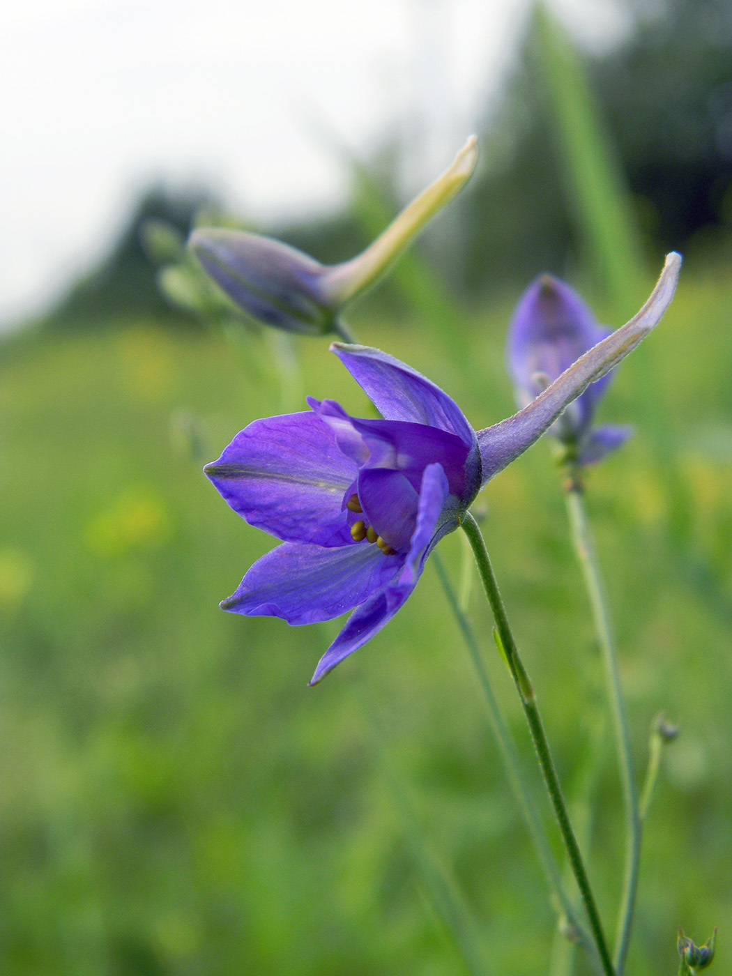 Image of Delphinium consolida specimen.