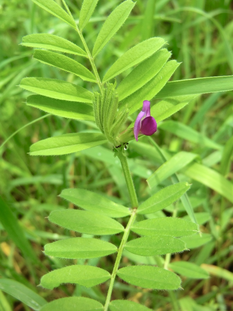 Image of Vicia angustifolia specimen.