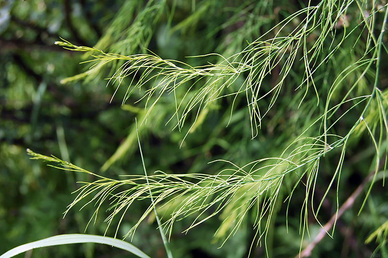 Image of Asparagus officinalis specimen.