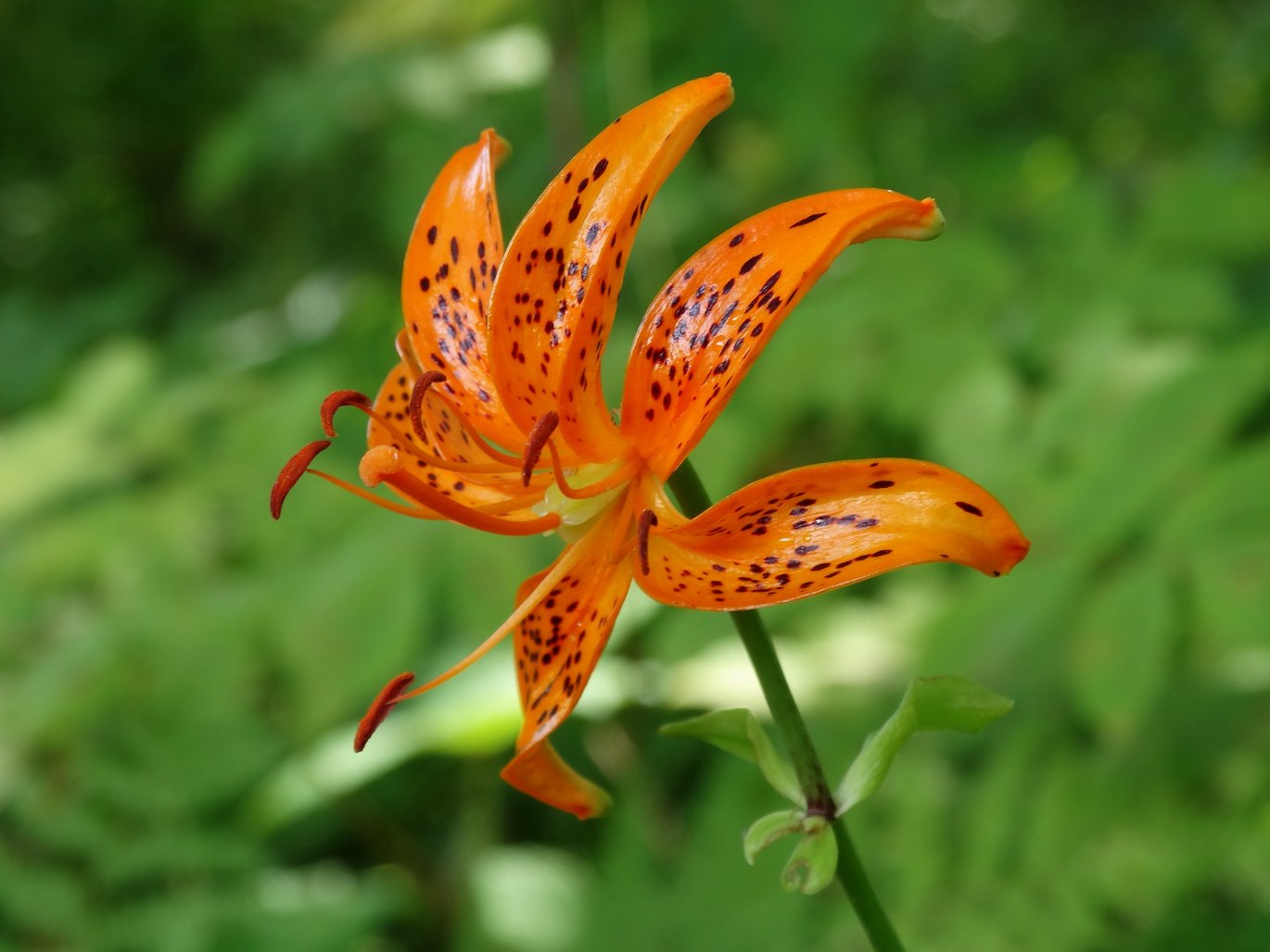 Изображение особи Lilium distichum.