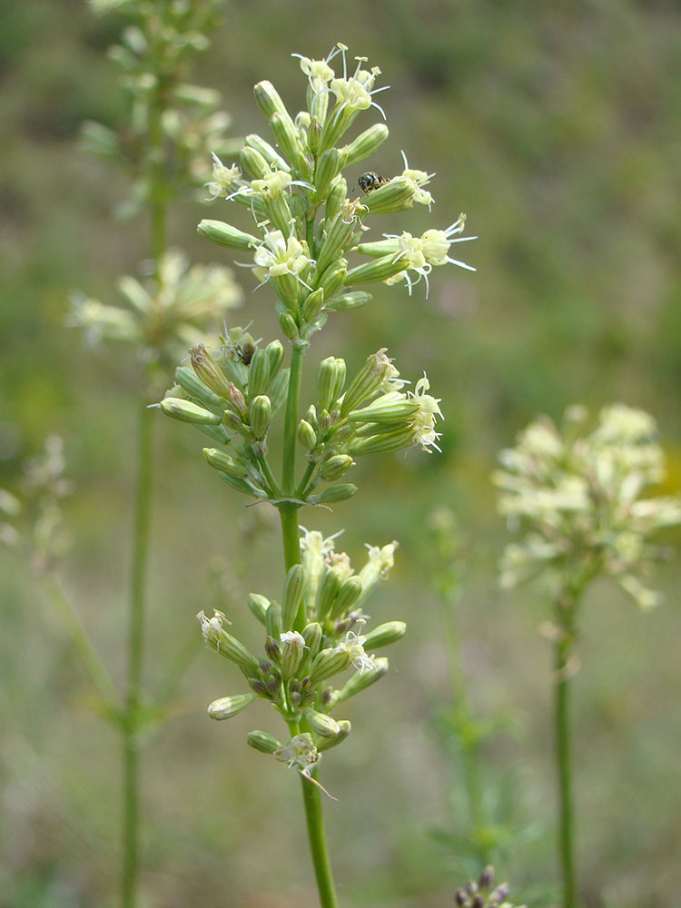 Image of Silene sibirica specimen.