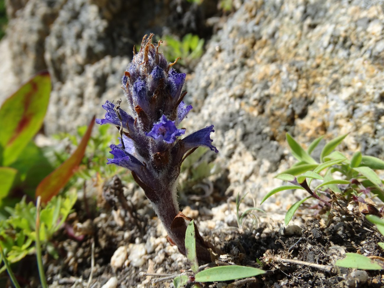 Image of Orobanche coerulescens specimen.