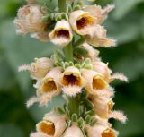 Digitalis ferruginea. Средняя часть соцветия. Ростов-на-Дону, ботсад ЮФУ, в культуре. 28.06.2016.