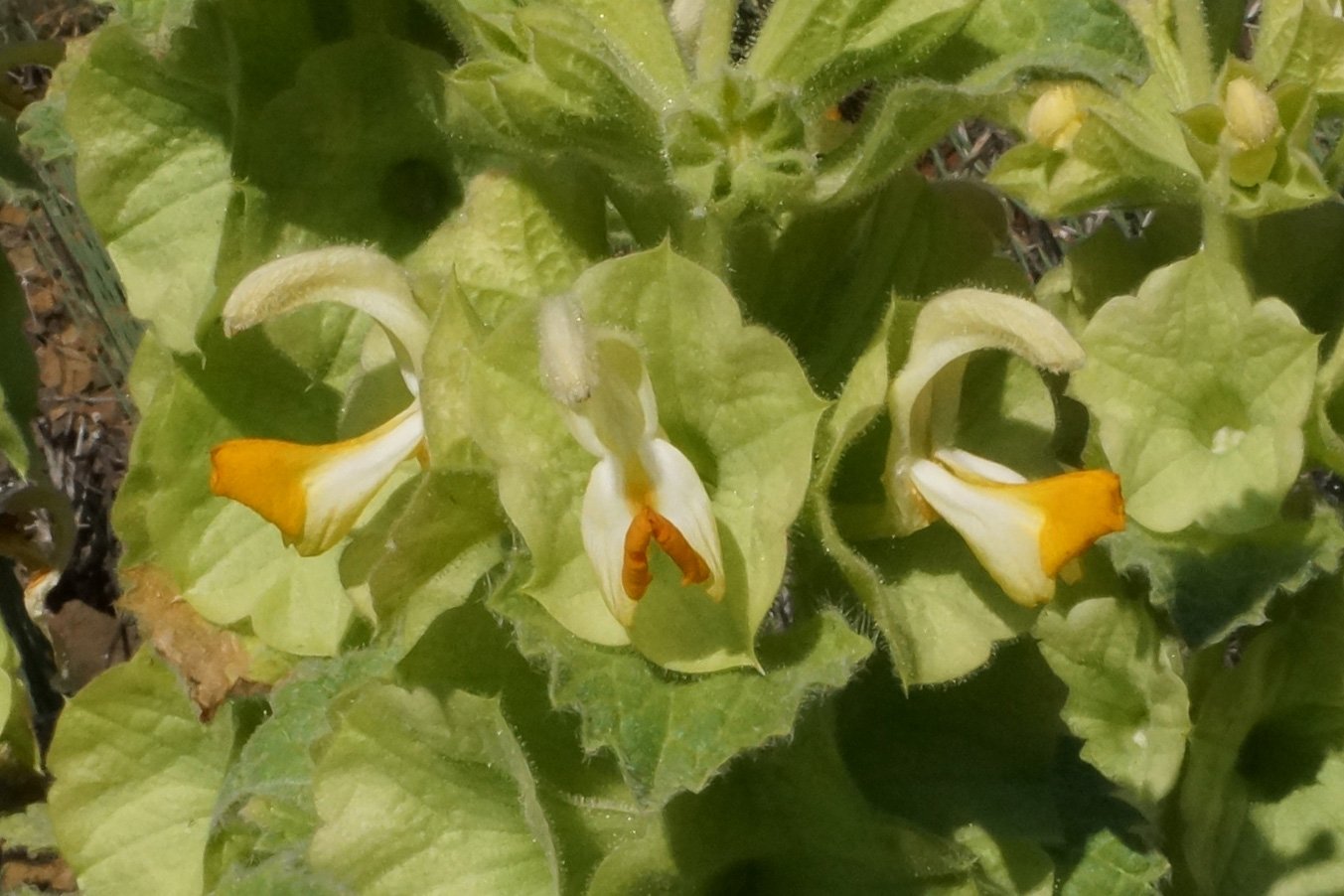 Image of Eremostachys molucelloides specimen.