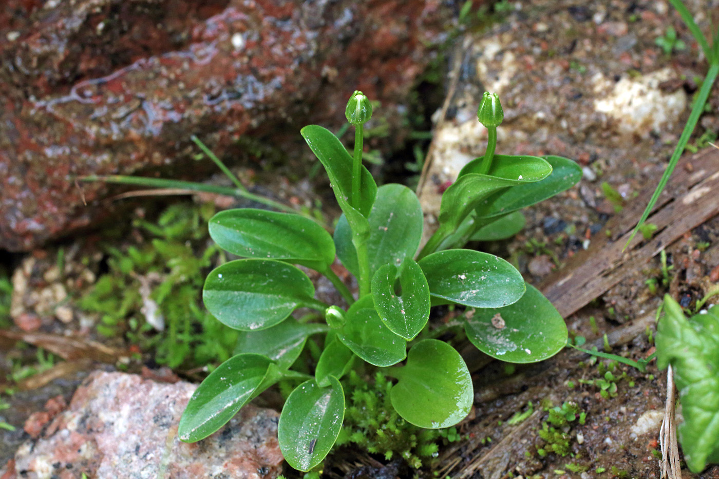 Image of Parnassia laxmannii specimen.