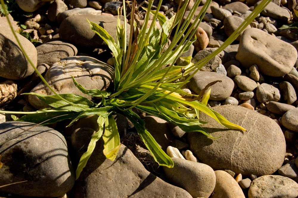 Image of Plantago lanceolata specimen.