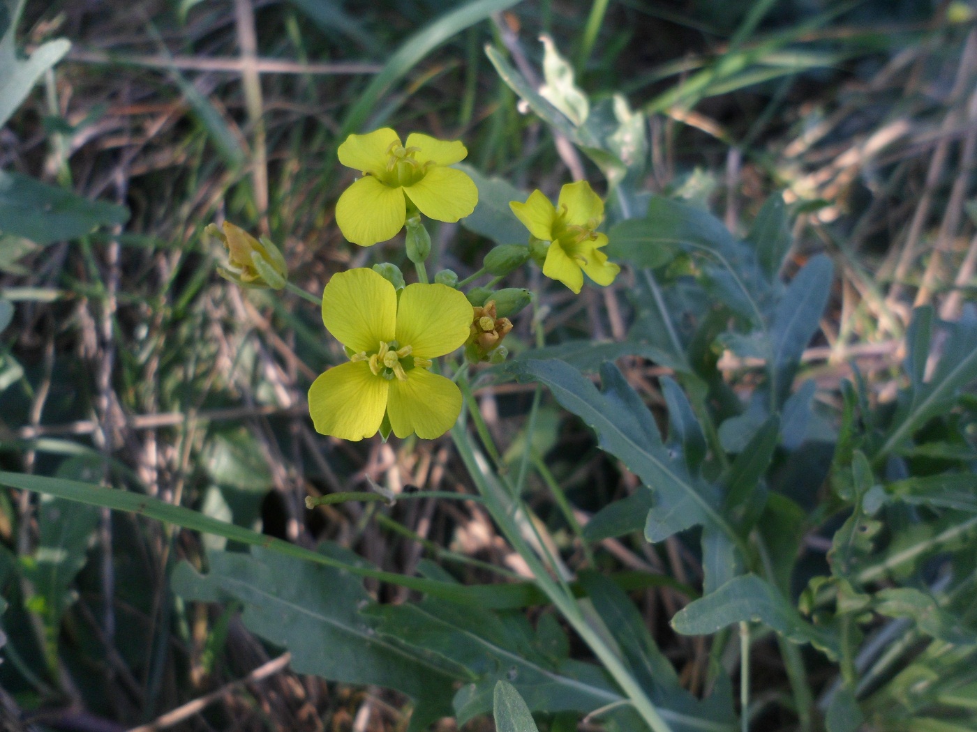 Image of Diplotaxis tenuifolia specimen.