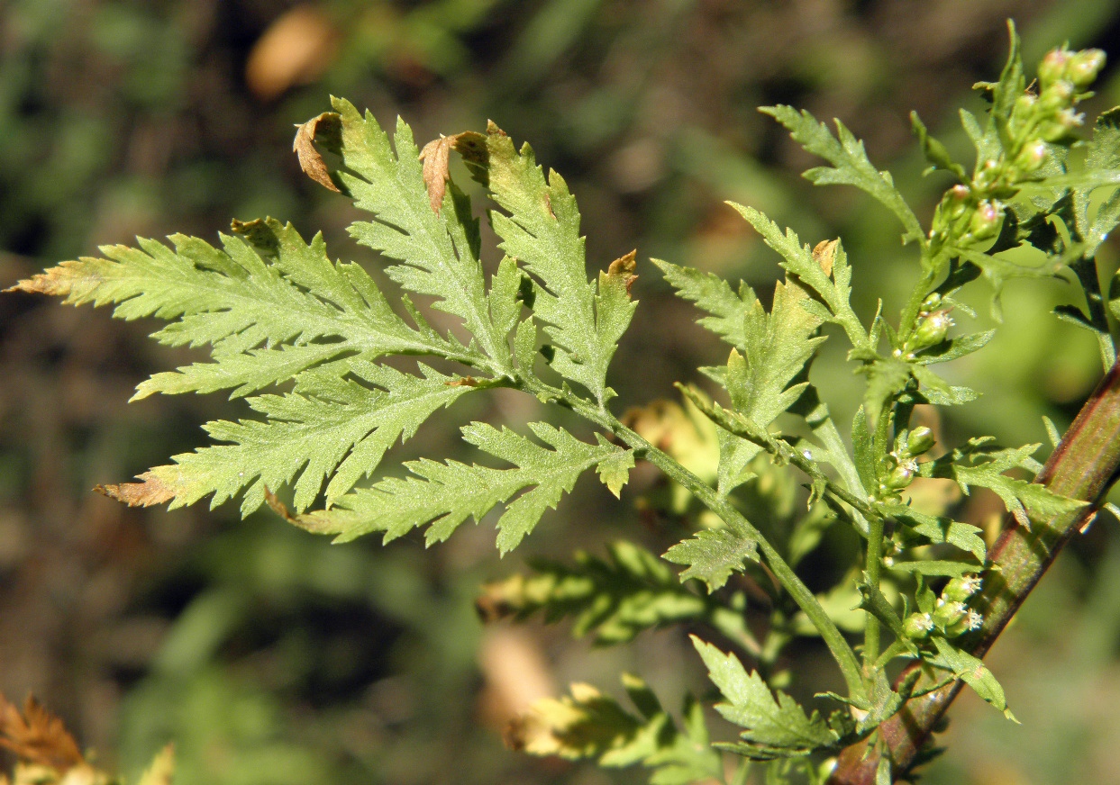 Image of Artemisia tournefortiana specimen.