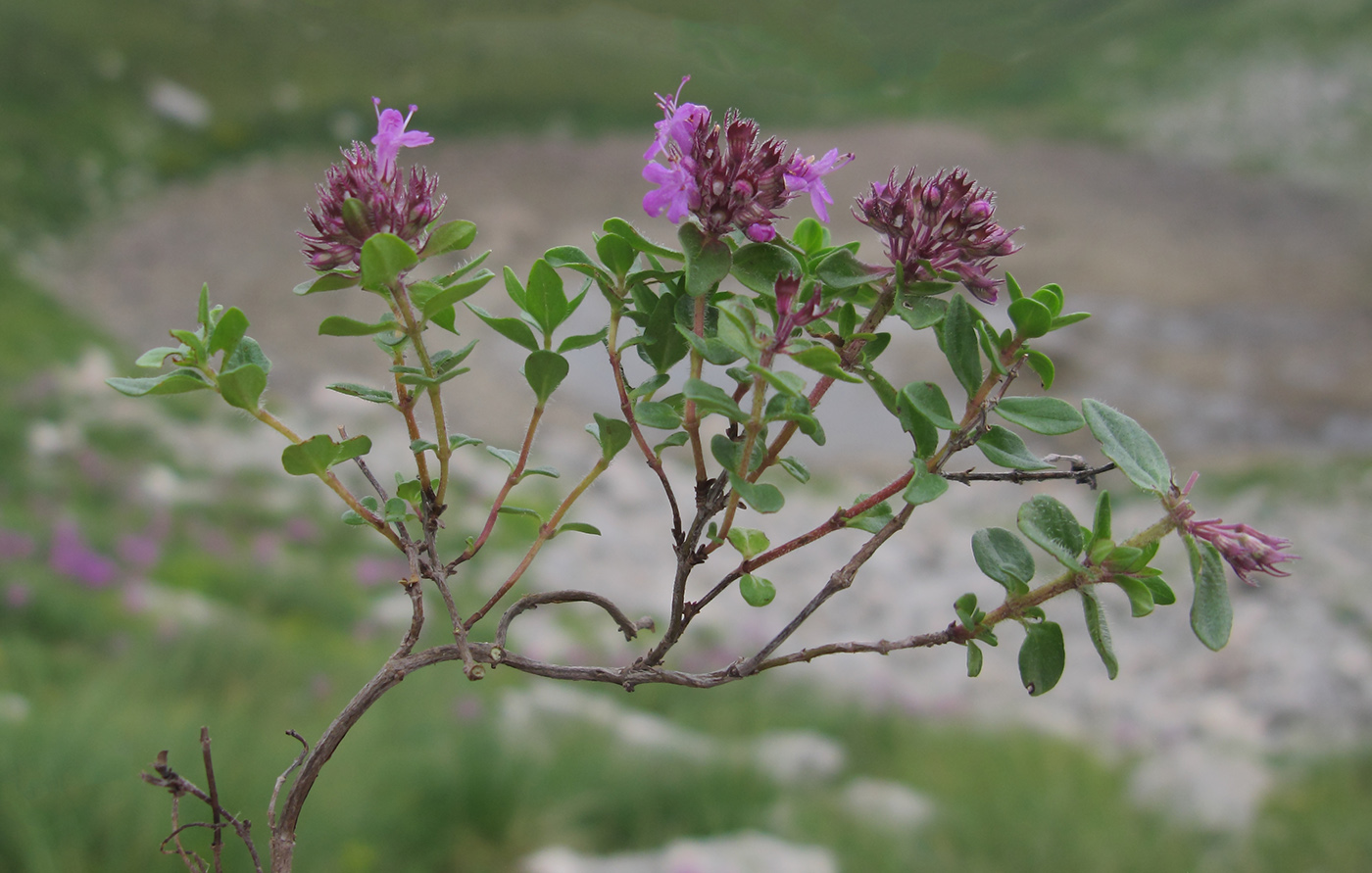 Изображение особи Thymus nummularius.