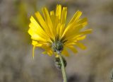 genus Hieracium. Соцветие (вид снизу). Исландия, национальный парк Ватнайокюдль (южная часть), окр. ледника Скафтафельсйокюдль, мохово-лишайниковая тундра. 04.08.2016.