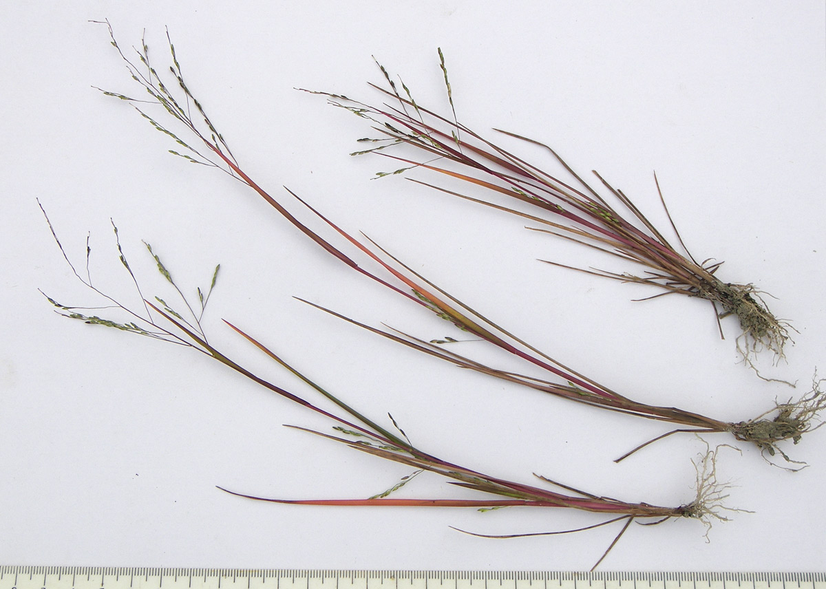 Image of Panicum dichotomiflorum specimen.