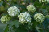 Viburnum opulus f. roseum