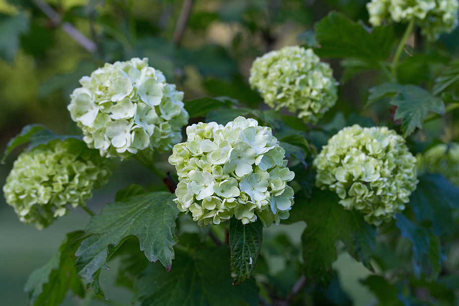 Изображение особи Viburnum opulus f. roseum.