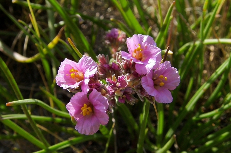 Image of Frankenia hirsuta specimen.
