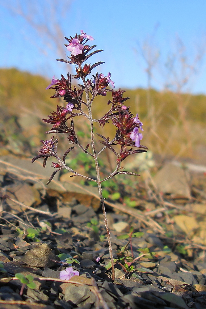 Изображение особи Satureja hortensis.