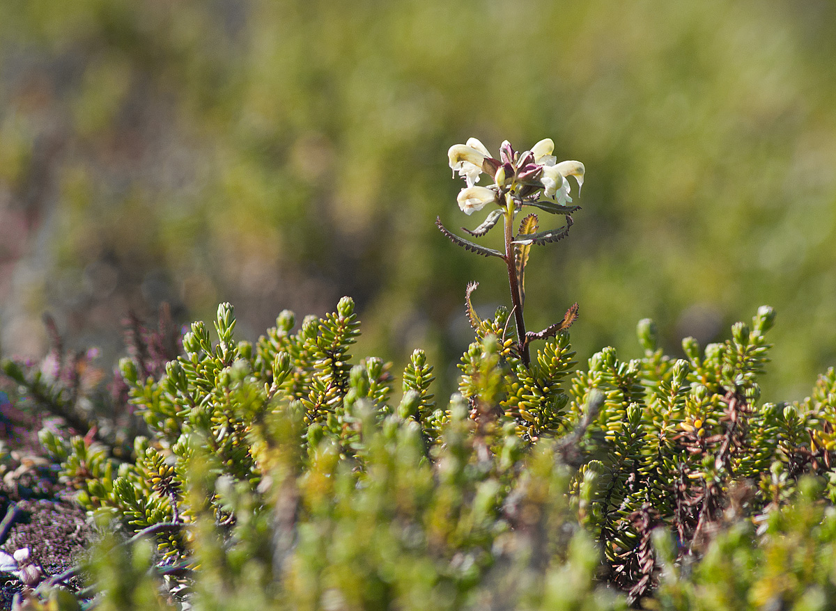 Изображение особи Pedicularis lapponica.