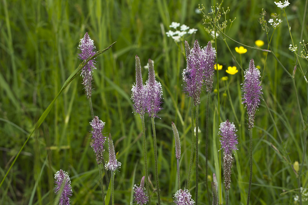 Image of Plantago media specimen.