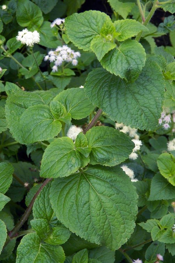 Image of Ageratum houstonianum specimen.