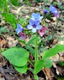 Pulmonaria obscura. Цветущее растение. Литва, г. Каунас, лес Клебонишкис. 13.04.2014.