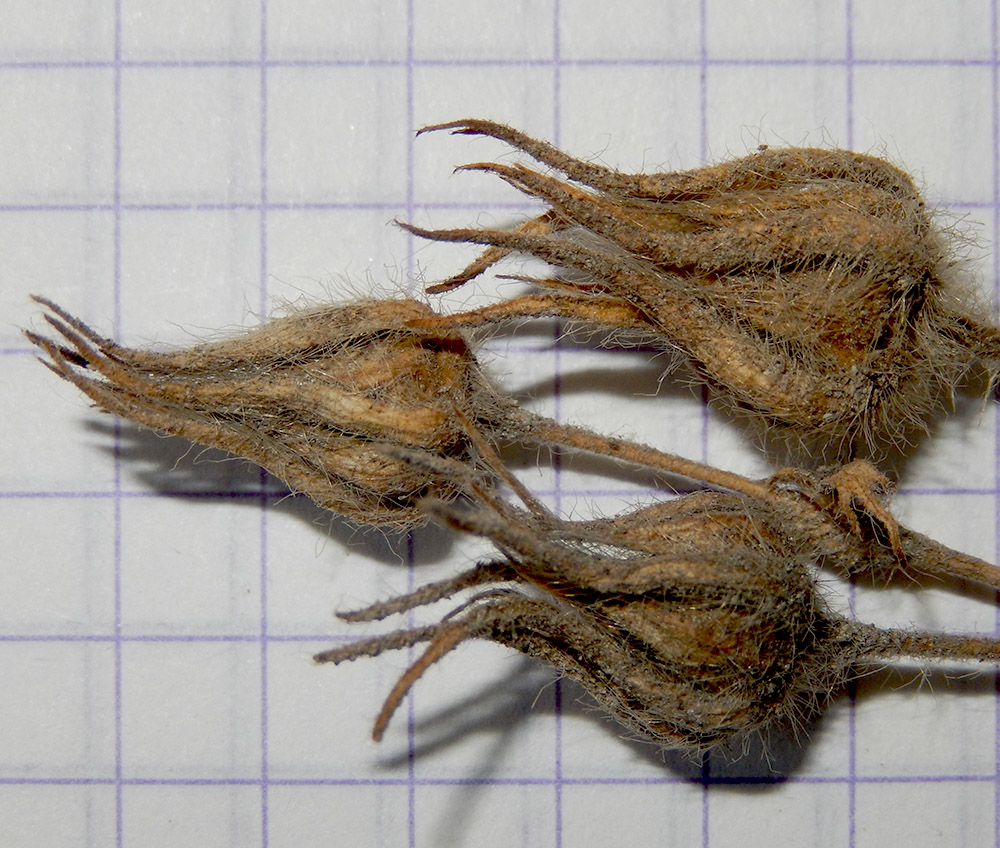 Image of Potentilla callieri specimen.