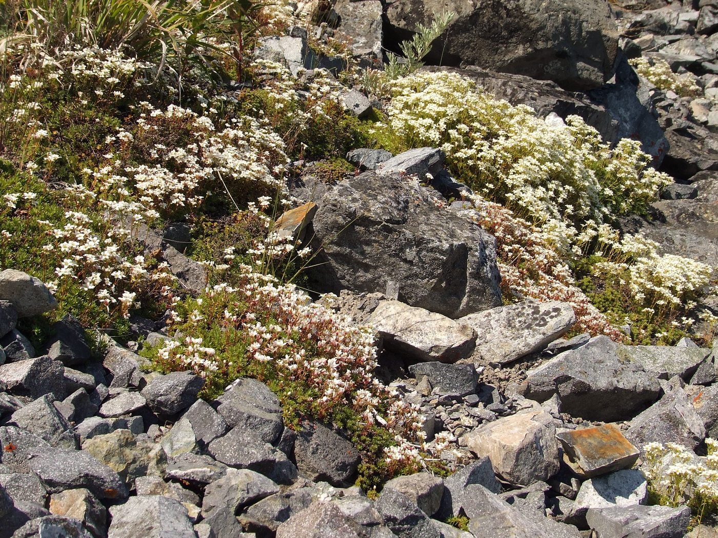 Изображение особи Saxifraga derbekii.