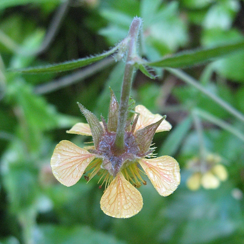 Изображение особи Geum &times; intermedium.