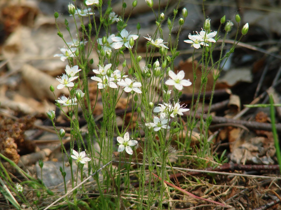 Image of Minuartia uralensis specimen.