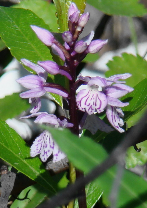 Image of Dactylorhiza psychrophila specimen.