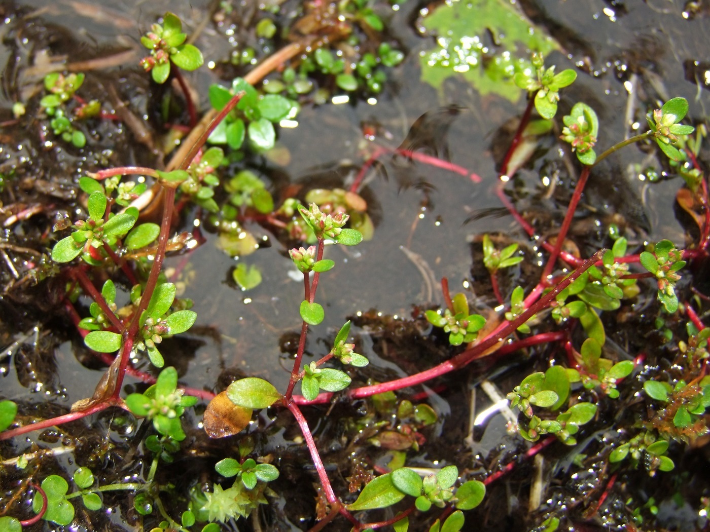 Image of Koenigia islandica specimen.