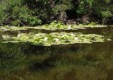 Nymphaea alba. Цветущие растения. Украина, г. Запорожье, о-в Хортица, южная часть острова, озеро Домака. 06.06.2015.