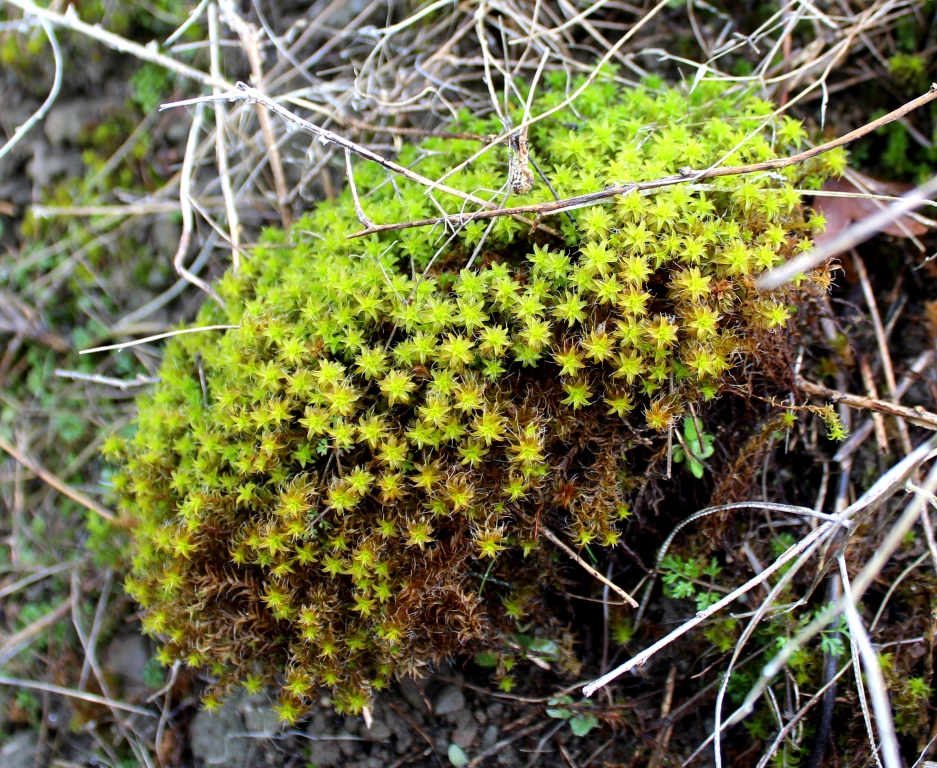 Image of genus Syntrichia specimen.