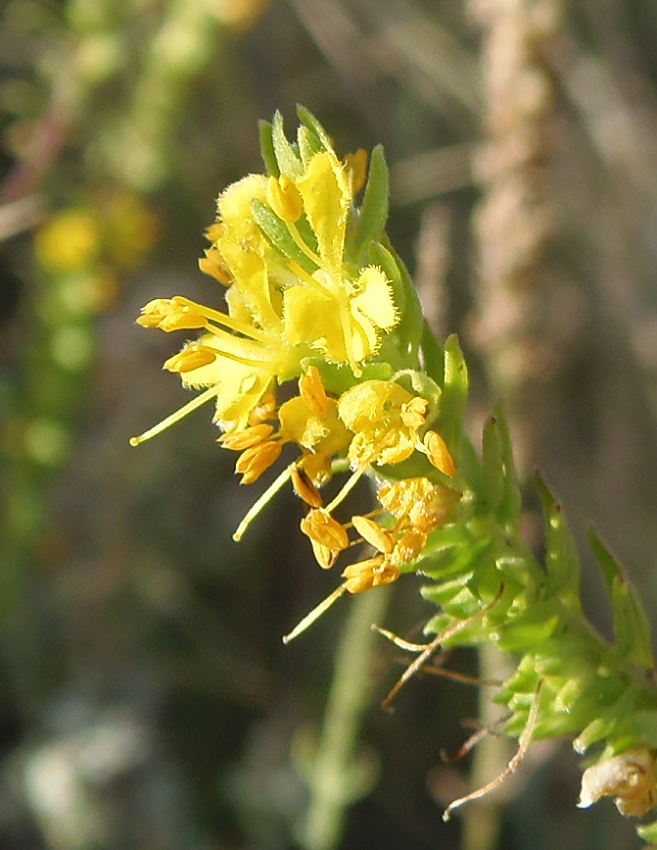 Изображение особи Orthanthella lutea.