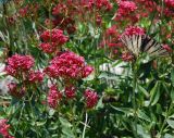 Centranthus ruber