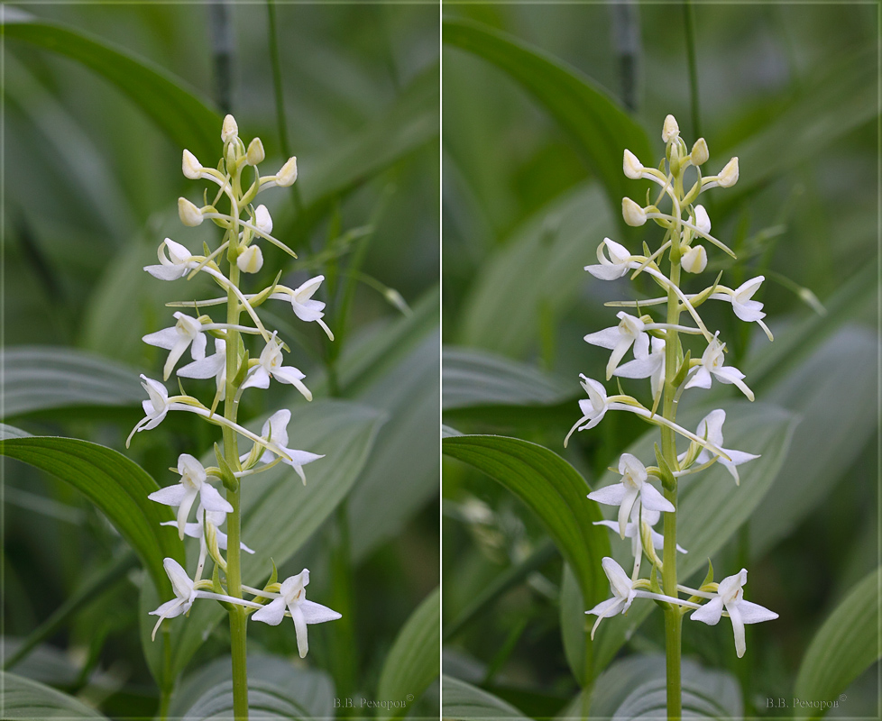 Image of Platanthera bifolia specimen.