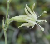 Image of taxon representative. Author is Роланд Цандекидис