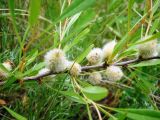 Amygdalus nana. Часть ветви с завязавшимися плодами. Пензенская обл., Лунинский р-н, окр. с. Ферлюдинка, открытый склон к р. Шукша. 19 июня 2015 г.