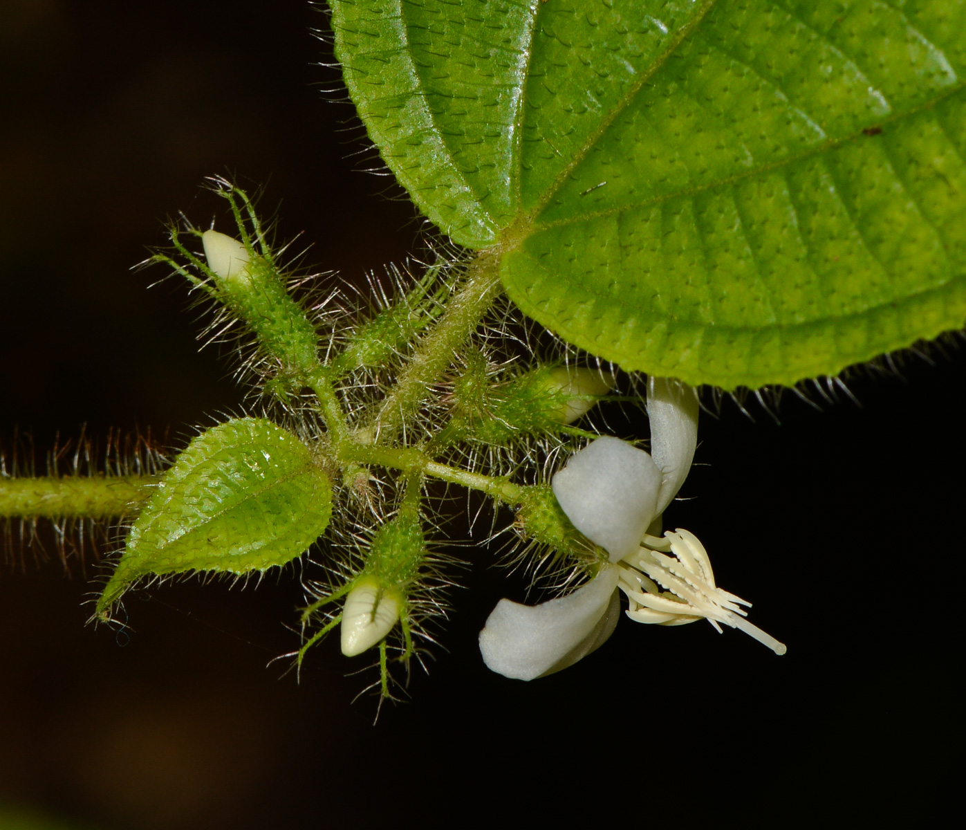 Изображение особи Miconia crenata.