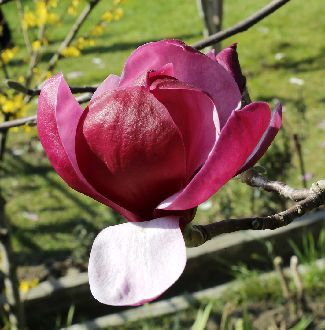 Image of Magnolia &times; soulangeana specimen.