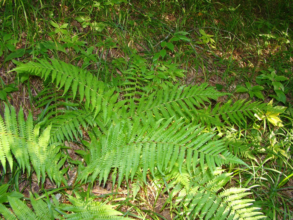 Image of Dryopteris filix-mas specimen.