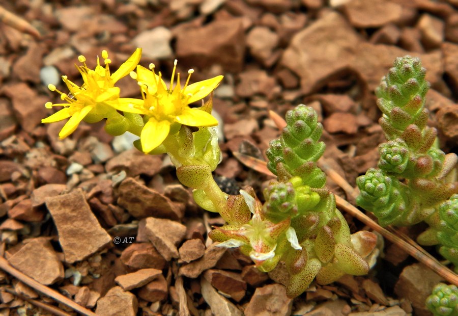 Image of Sedum acre specimen.