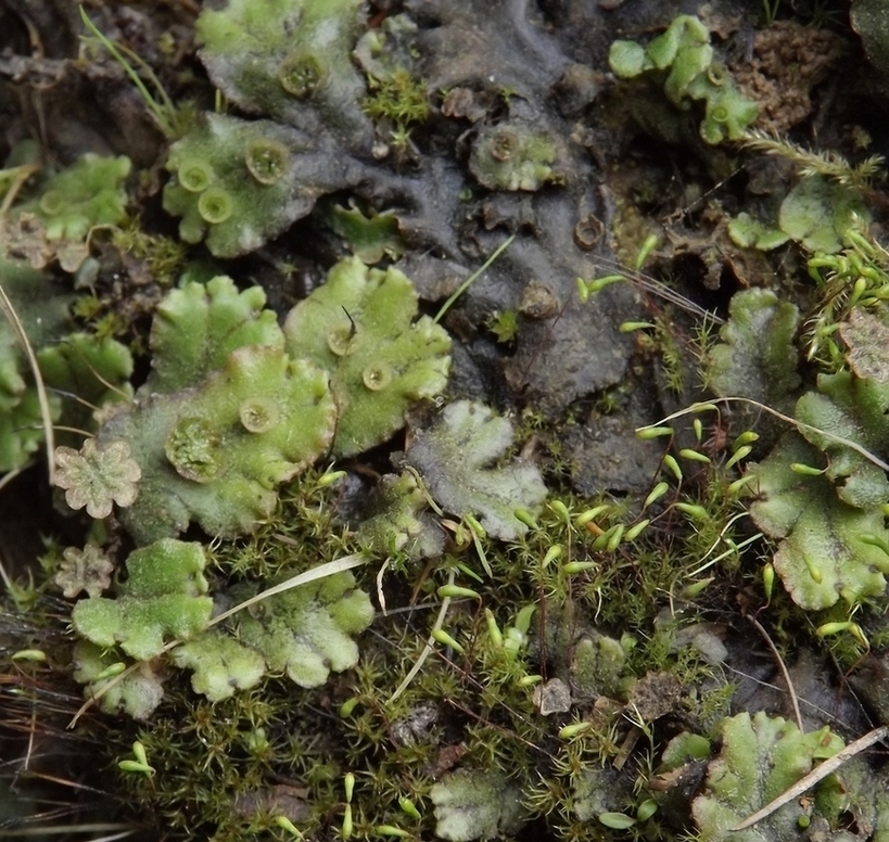 Изображение особи Marchantia latifolia.