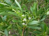 Myoporum acuminatum