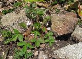 Potentilla micrantha