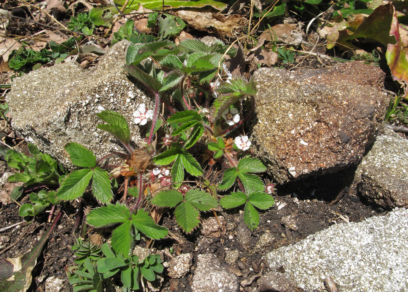 Image of Potentilla micrantha specimen.